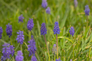 Fototapeta premium Closeup of bright purple grape hyacinth flowers in the spring garden, selective focus with green bokeh background - muscari
