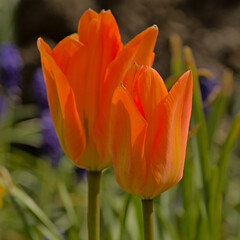 Naklejka premium Closeup of sunlit orange tulip flowers on a dark green bokeh background in the garden - tulipa