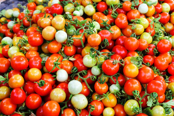 tomatoes on the vine