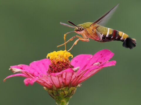 Hummingbird moth on a flower