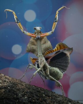 Mantis lobata in action