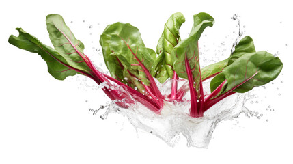 Swiss chard  sliced pieces flying in the air with water splash isolated on transparent png.
 - obrazy, fototapety, plakaty