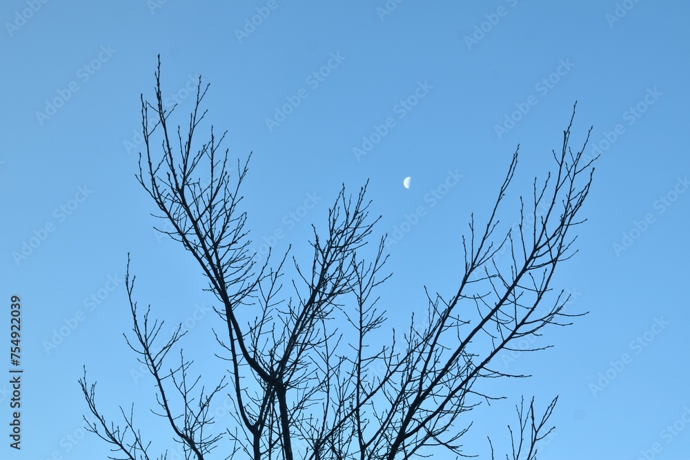 Wall mural half moon floating on sky with blurry silhouette tree background in morning