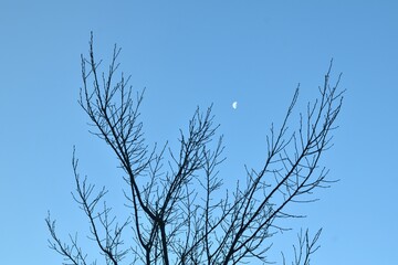 Fototapeta na wymiar half moon floating on sky with blurry silhouette tree background in morning