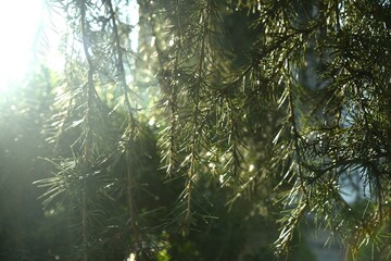 close up of fern leaf hanging in garden with morning sunlight