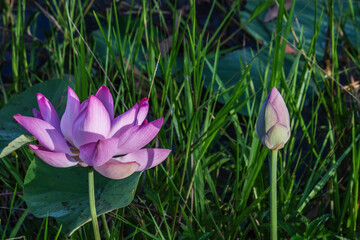 The lotus flower in full bloom.