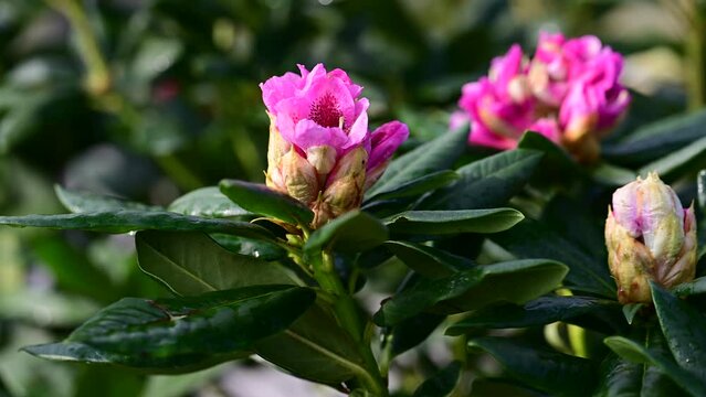 Bush of pink rhododendron with young unopened flower buds closeup.
