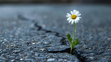 Foto auf Acrylglas A single daisy grows from a crack in the asphalt. © wcirco