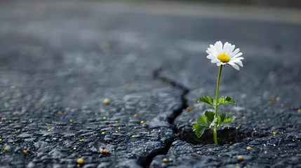 Fototapeten A single daisy grows from a crack in the asphalt. © wcirco