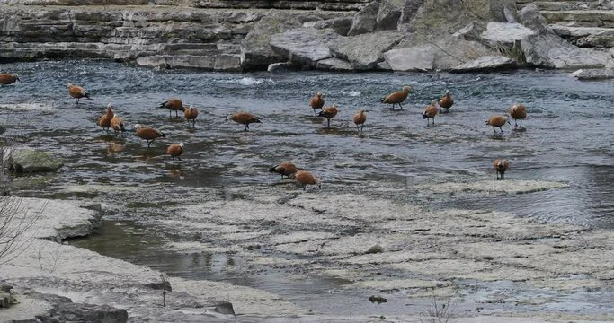 (Tadorna ferruginea) A large number of Ruddy shelducks taking advantage of a low level in the Rhine to land on the shell limestone rocks 'Gwild' near the Rheinfelden power station in Switzerland