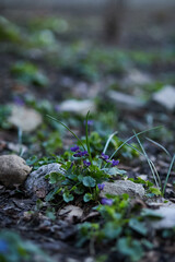 The fragrant violet is a delicate spring purple flower with green leaves growing in the forest.  The blurred background of the forest