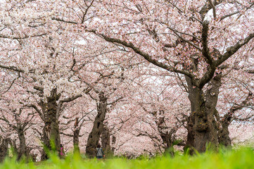 full bloom Japanes Cherry blossoms tunnel in Goryokaku Castle or Hakodate Castle as star shaped fort, Hokkaido, Japan - 754928214