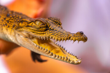 Obraz premium Baby crocodile from the mangroves in hand in Sri Lanka.