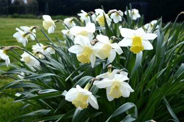 Obraz premium White and yellow daffodils blooming in a garden in Scotland, UK
