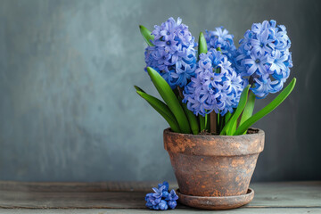 Clay pot with blue hyacinth.