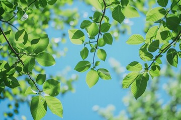 Obraz premium Nature's Canopy: Lush Green Leaves Set Against the Azure Sky - Green, Leaves, Sky, Nature, Canopy, Lush, Foliage, Azure, Fresh