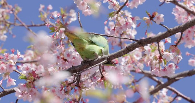 桜の枝で休む緑色の鳥。