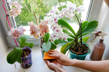 Caring for orchids in the winter. Cleaning the leaves of houseplants.