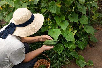 Smiling woman harvesting cucumbers at greenhouse