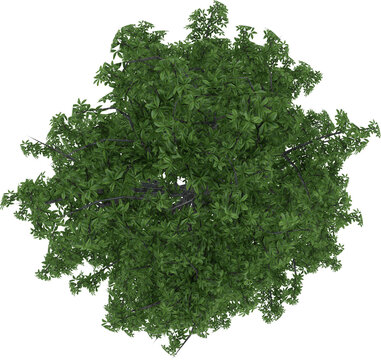 Plant Tree and Shrub Flower Leaves pot Top View