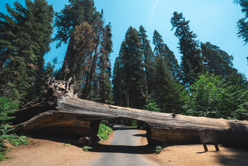 Fallen giant sequoia log carved into a tunnel - obrazy, fototapety, plakaty