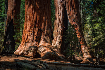 Foot like trunk of giant sequoias