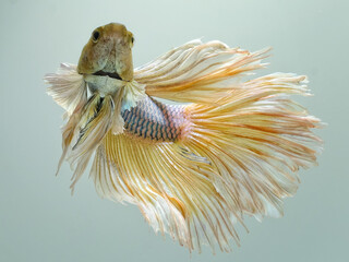 Halfmoon bettafish dumbo ear in the water