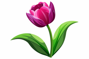 realistic tulips flower isolated illustration on w