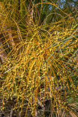 palm tree branches and dates.