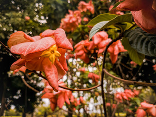 Beautiful pink flower in Omar Torrijos park in Panama City - obrazy, fototapety, plakaty