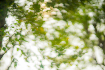 blur bokeh blur abstract background blurred leaves