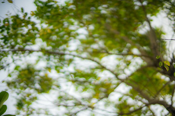 blur bokeh blur abstract background blurred leaves