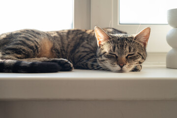 Cat on the window. Beautiful striped cat sleeps on the windowsill
