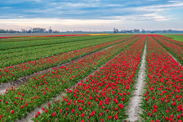 Tulip fields in bloom in the Netherlands on a sunny spring day