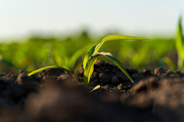 Small green corn plants grow in a field on a sunny day. Close up of corn sprouts on field with...