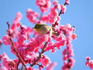 日本、春、八重桜とメジロ