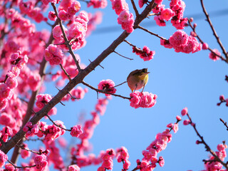 日本、春、八重桜とメジロの後ろ姿