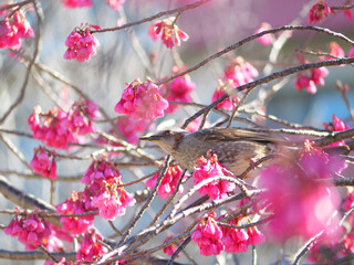 日本、春、寒緋桜とヒヨドリ