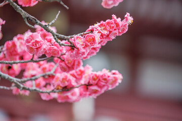 色鮮やかな満開の梅の花