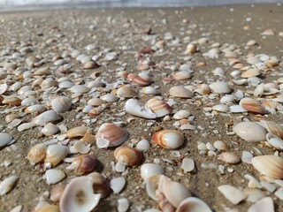 seashells on the beach