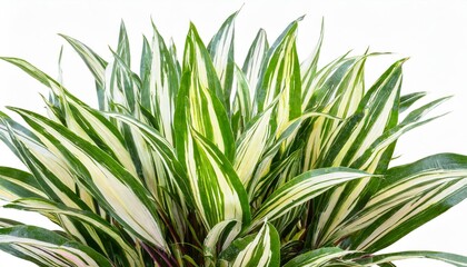 variegata grass isolated on white background png file