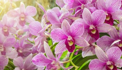pink dendrobium orchid background