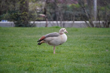 goose on the grass