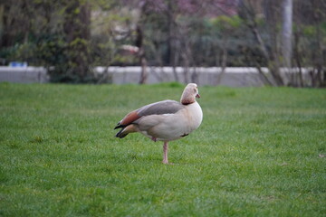 duck in the park