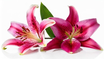 two wonderful pink lily isolated on white background including clipping path without shade