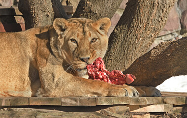 Asiatic lioness (Panthera Leo Persica) eats meat