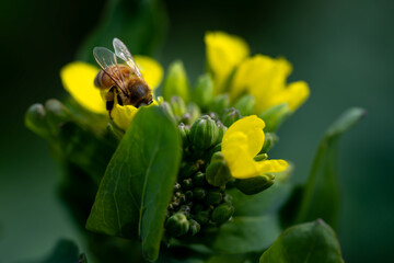 bee on rape flower