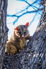 A Curious Possum Peeks from a Tree Branch, Melbourne, Australia