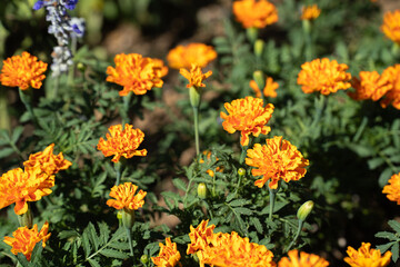 真夏に映えるマリーゴールドの花