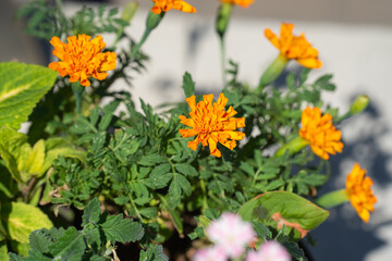 オレンジ色と緑のコントラストが美しい真夏のマリーゴールド